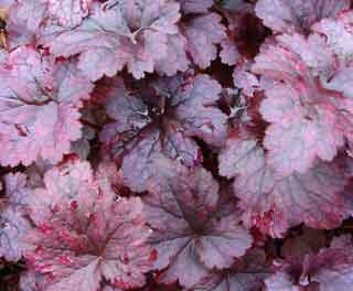 Heuchera Palace Purple